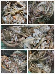포항문어어제히트 오늘밤11시30분 모집중입니다