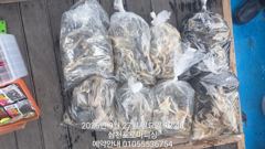 1   [사천] (주꾸미)삼천포~사리물에도 장원 70여수~로마피싱(30일 예약 1