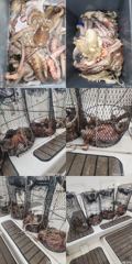 문어,4분,1500,1300,1100외,키로,중치,우루루,,(예약가능)