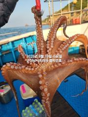 29일, 군산문어~싸이즈 좋은 덩치급 문어가 낚이네요~군산낚시프라자 챔피언호