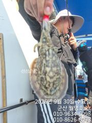 [진해] 내만 갈치 씨알이가 미쳤어요 미쳤어~~(목욜부터 예약 가능)