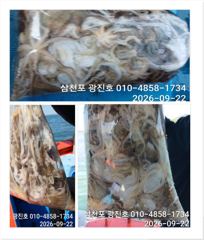 [사천] 왕쭈꾸미 출조 {평일,할인} 5일 6일 자리여유 예약중