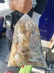 [사천] 왕쭈꾸미 조항 좋습니다 ~2일 금욜(출항확정) 예약가능 합니다