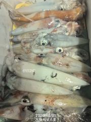 [거제] 갈치가 썩었네요~ 한치도 덩달아