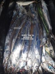 내만갈치)굵직 굵직~쏟아집니다~오늘예약가능