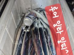 [마산] 내만갈치~~느나느나~~2지부터~~내만용가리까지~