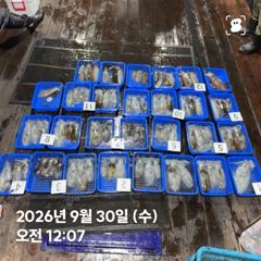 260929 화요일 무늬오징어 조황 장원17 총102수 강구신신호 팁런 선상낚시