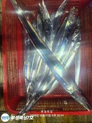 [통영] [부성피싱]먼바다 왕칼치 초저녁 폭풍입질 3지 나날이좋아지는 씨…