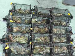 (오늘야간문어예약중)1일야간 초~대박치고 씨알급주렁주렁~먹폭