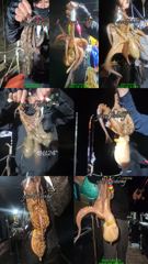 [사천] 야간 문어 느나~느나 조황 (오늘 4자리 여유)