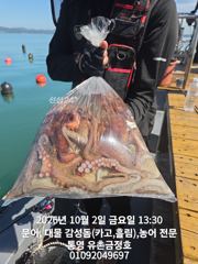 통영 금정호 문어낚시 엄청난 바람에도 묵직하게 가져갑니다 일요일…