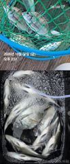 거제 ( 어구 일성호 ) 감성돔 손맛 ! 전마선 조황
