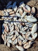 10월 2일 갑오징어출조 조황입니다~!