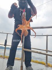 가을 돌문어 잡으러 가실분 ...