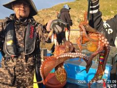 3일, 싸이즈 좋은 문어~부쩍커진 덩치급 문어들~실시간~군산낚시프라자 임마누엘호