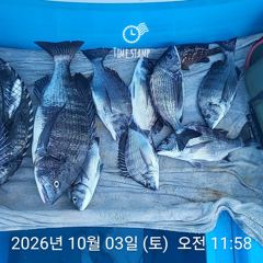 삼천포 내만권 감성돔