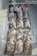 10월3일 쭈꾸미조황 6일화요일부터 자리여유있습니다