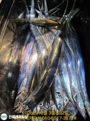 내만칼치ㅡ쿨러빵빵ㅡ입질퍽퍽~씨알,마릿수 좋고 손맛굿굿(일요일예약가능)