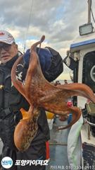 3일 오전 돌문어 조황 입니다