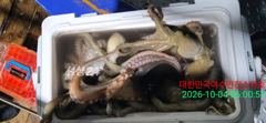 [ 여수만진스타호 ] 새벽전투 실시간소식!! 대꾸리들로 쿨러가 넘실넘실~~ 6일(화)부터 자리여유