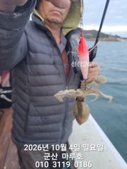☆ 10/4 군산 마루호 쭈꾸미 실시간 조항 ☆