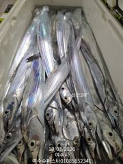 여수슈퍼스타 대갈치 조황 ~~~