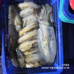 (팁런)강풍 속 무늬무늬~72수 씨알급들 속출~스마일호(오늘 예약)