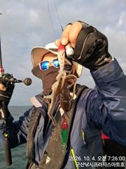 4일, 쭈꾸미랑,갑이랑~~연일 계속~실시간~~군산낚시프라자 스마트호