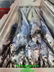 [여수 마린피싱] 바람이불고~파도가높아도~갈치는 꾸준히 올라오는 상황!!! 010-6683-4490