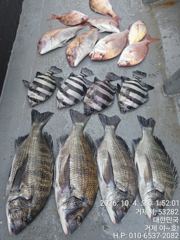 [거제] (감성돔)4방 팅 복수전 출동 4짜4짜4짜4짜 외 돌돔~야호(5…
