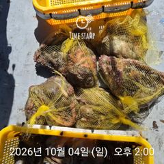[사천] 문어 장원 25마리