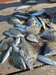 [거제] (선외기)갑이 무늬 K 문어 외 감성도 전갱이 꾸준히~(5일 예…