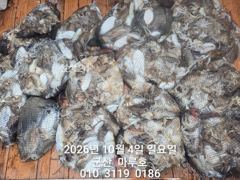 ★★ 10 / 4 [군산 대일피싱] 마루호 쭈/갑 조황~! 다음주 평일 자리있습니다.