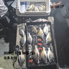 거제외포감성돔흘림