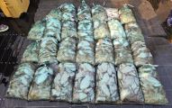 10월4일. 갑오징어 조황~~