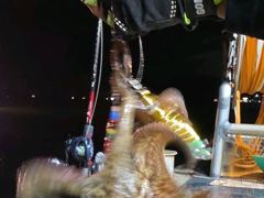 [진해] 돌문어주,야간마릿수굿~굿/내만갈치3지급쿨러만당