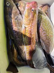 대박호 대구 호조황