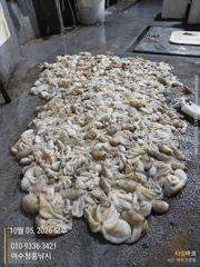 <여수 청홍낚시>10월5일(월) 맛도리호 바람통속에도 또!! 여수 주꾸미 장원300수이상!!