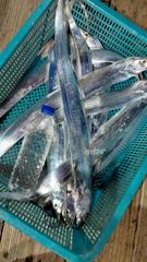 먼바다 갈치 텐빈 오늘도 전원 쿨러가득히 담아 입항중입니다.오늘 예약가능^^