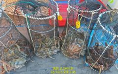 1   [통영] 둘문어 깔았네~장원 32수 28 27 23마리~고고써니호(6일 … 1