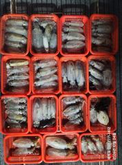 [마산] "해적" 내만 무늬 팁런 언제까지 나올지?!