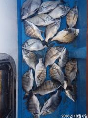 [거제] ~감성돔 흘림 조황~