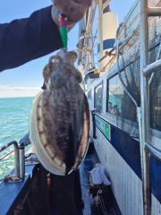 뉴패밀리호 갑오징어 굿조황입니다!