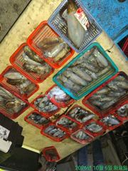 무늬오징어 팁런