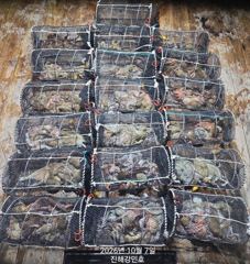 (문어)피딩 4연타까지 K전후 대물 포함 줄줄이~강민호(오늘예약)