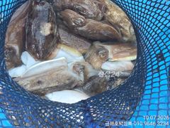 돼지뚱 갑오징어 잡으로 오세요 씨알이 전부 좋아요