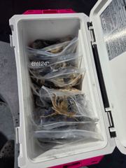 10월7일 쭈꾸미.갑오징어 츨조
