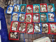 통영 갑오징어 초대박 우당탕탕 여기저기 히트 히트 히트
