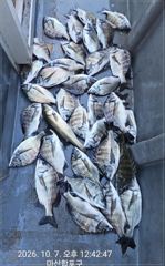 2시간전 [여수,광양] [여수 젠틀호] #내만갈치 10.7 조황입니다