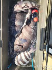 삼부도,거문도 출조합니다.